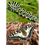 European Swallowtail P.machaon gorganus 15 eggs or 10 larvae according to availability
